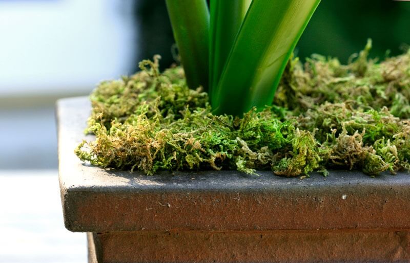 【美品】MOSS LEGIT 163cm SuperMoss - Mountain Moss Dried