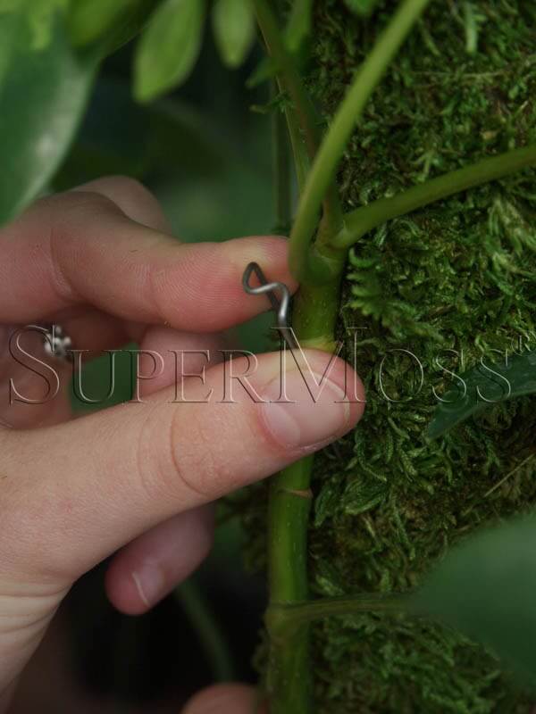 SuperMoss - SuperMoss Moss Poles