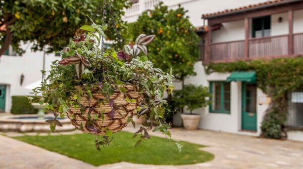 Hanging Garden Grace