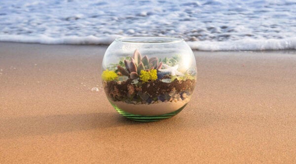 Coastal Succulent Terrarium