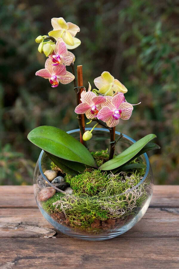 Orchid Woodland Terrarium