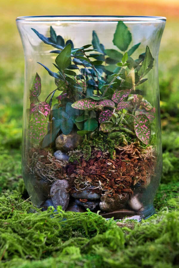 Garden Jar Terrarium