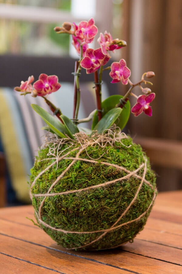 Orchid Kokedama Kit