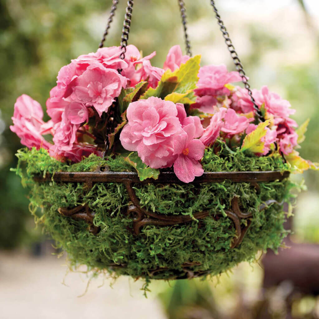 Forest Moss Preserved #8