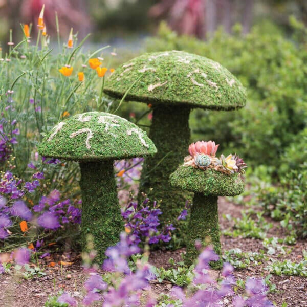 Moss Mushroom Magic