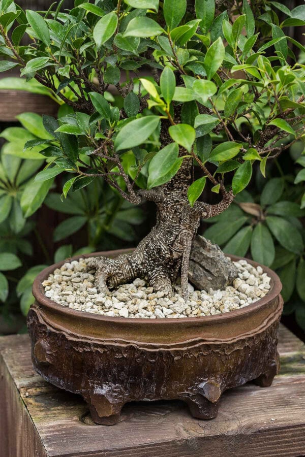 Bonsai Serenity