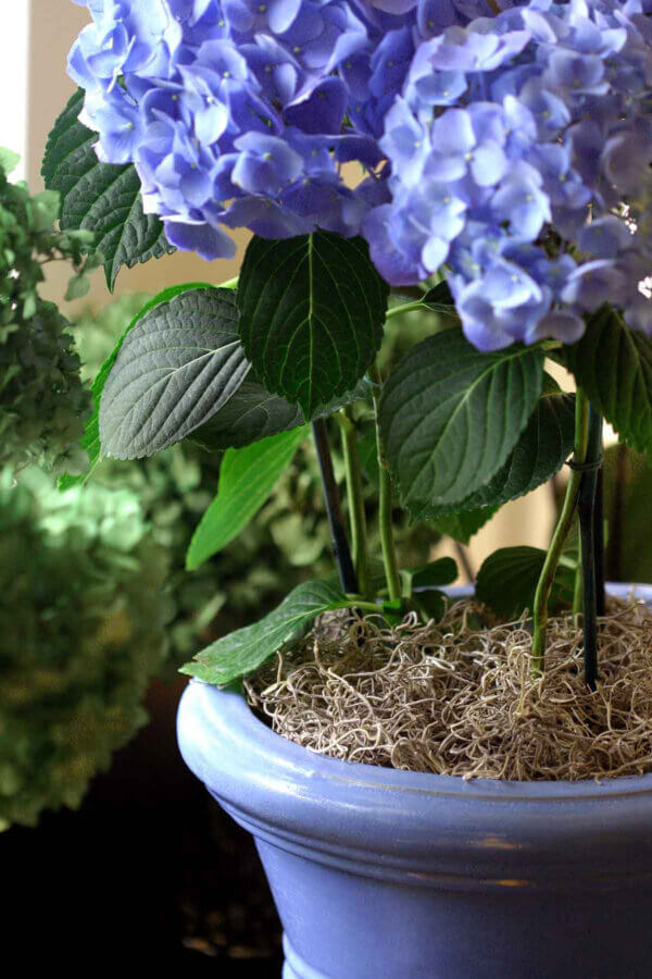 Blue Bloom Pot