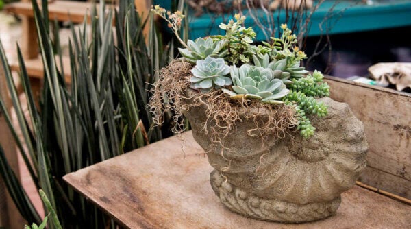 Sandy Succulent Pot