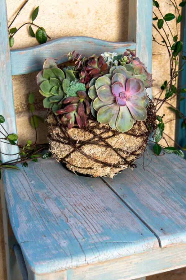 Succulent Kokedama