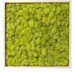 Sheet Moss Frame Chartreuse