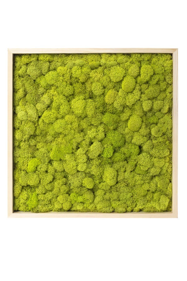 Sheet Moss Frame Chartreuse