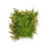 Feather Moss Birds Eye