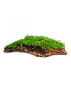 Mossy Bark