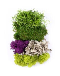Best Sellers Moss Mix