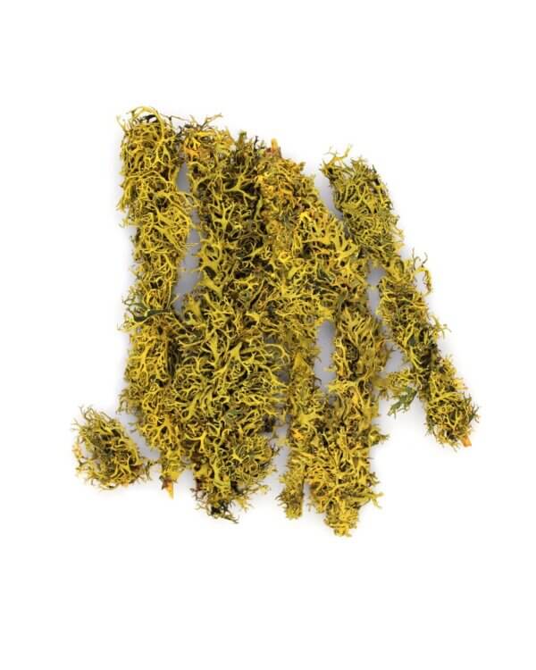 Branched Wolfen Lichen