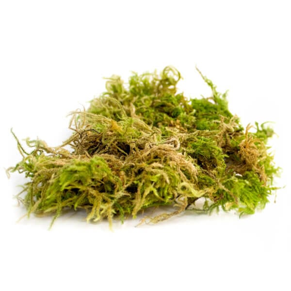 Forest Moss Dried