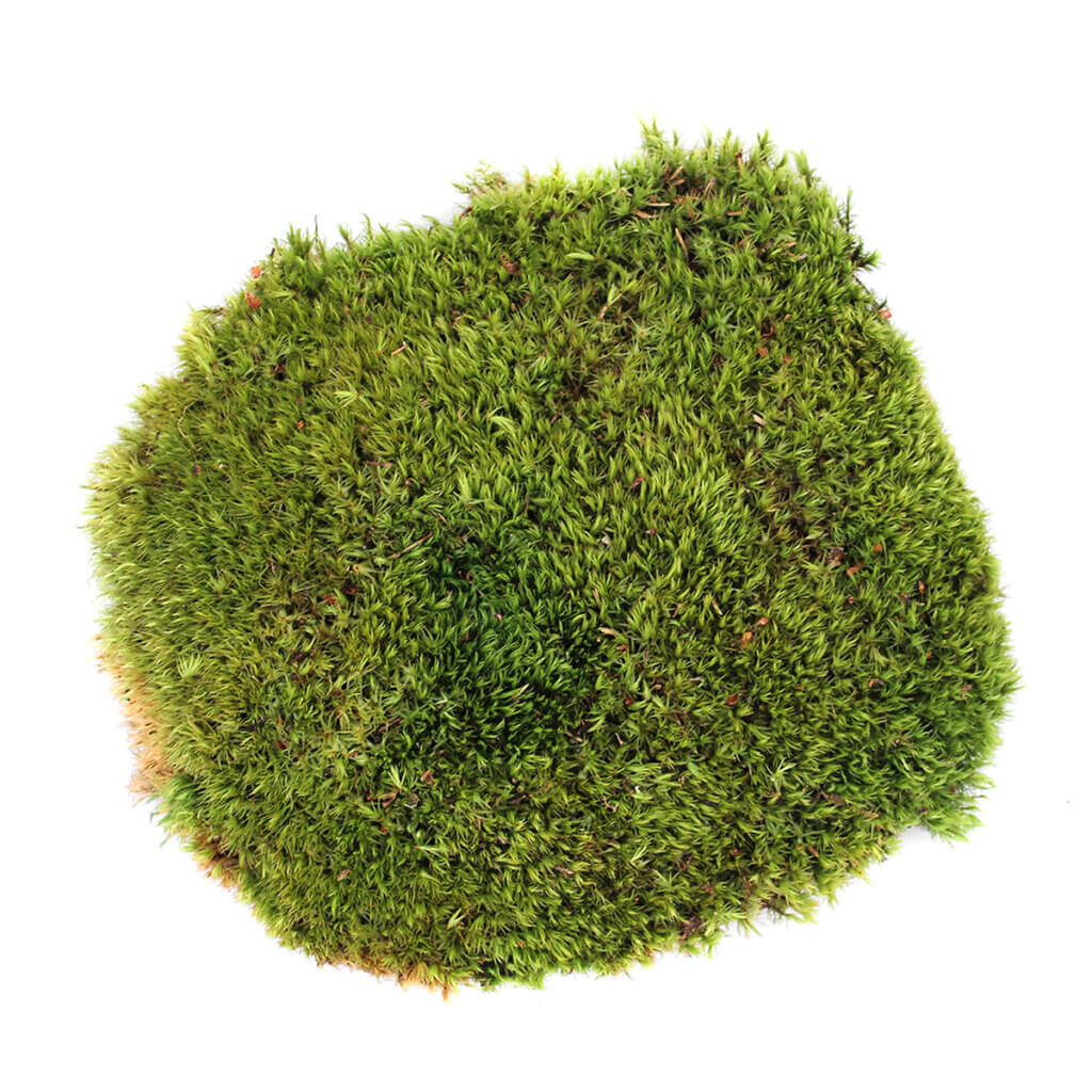 Mood Moss Dried #3