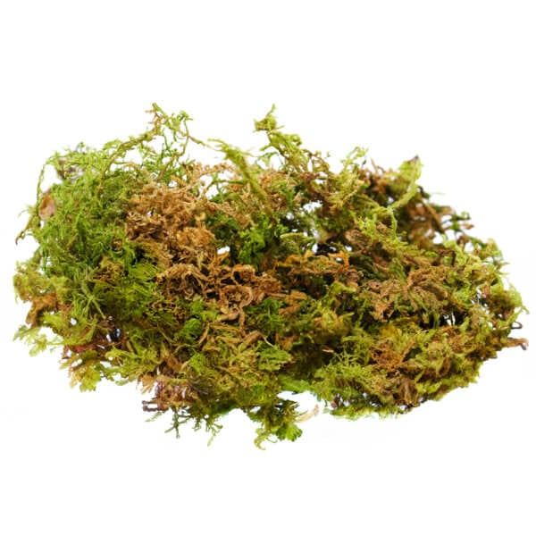 Mountain Moss Dried