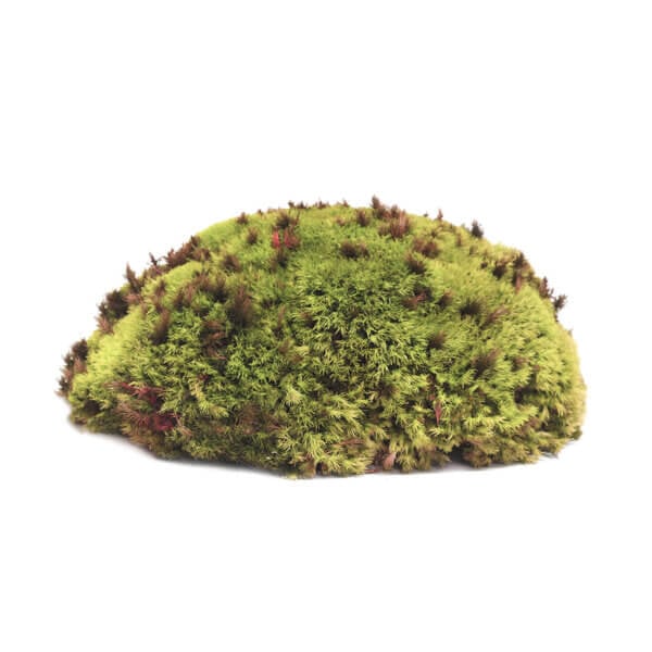 Dried Royal Pool Moss