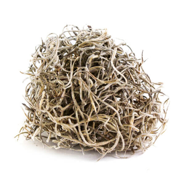 Spanish Moss Dried