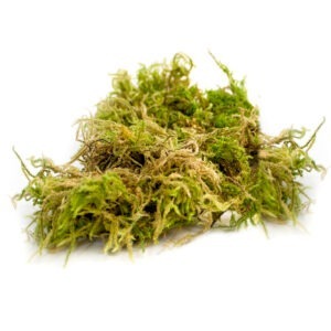 Dried Forest Moss