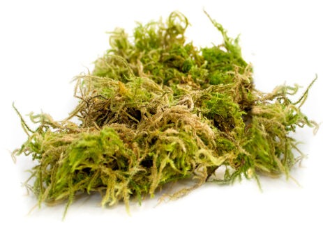 Dried Forest Moss
