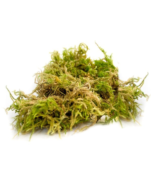 Dried Forest Moss