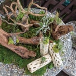 Driftwood_Airplants