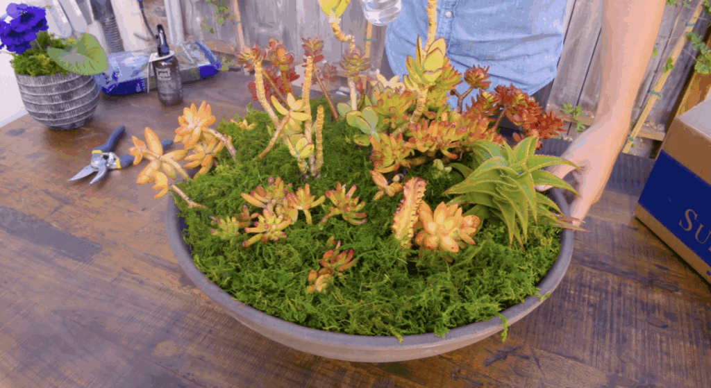 SuperMoss | Preserved Forest Moss