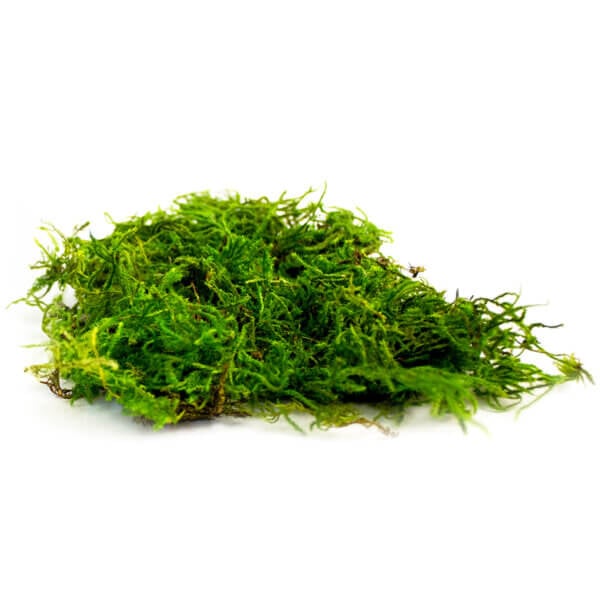 Forest Moss Preserved
