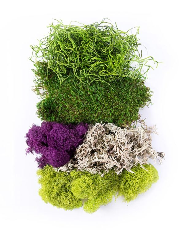 Super Moss Light Green - Wholesale - Blooms By The Box