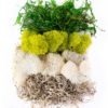 Moss-Mix_Carolina_23301_Product-Photo_WEBSITE