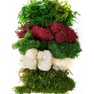 SuperMoss® Preserved Green Moss