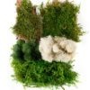 Moss-Mix_Delaware_23300_Product-Photo_WEBSITE