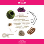 Orchid-Kokedama_Favorite