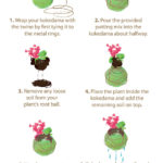 Orchid-Kokedama_Steps