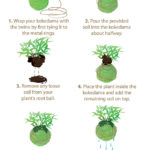 Original-Kokedama_Steps