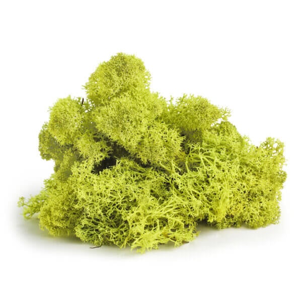 Reindeer Moss