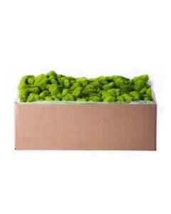 Reindeer Moss Preserved Apple
