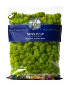 Reindeer Moss Preserved Apple