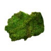 Sheet Moss