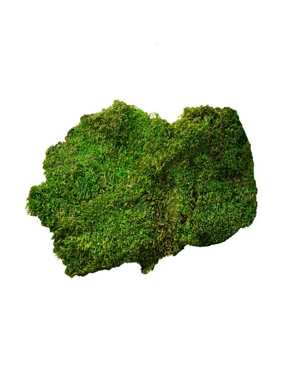 Sheet Moss