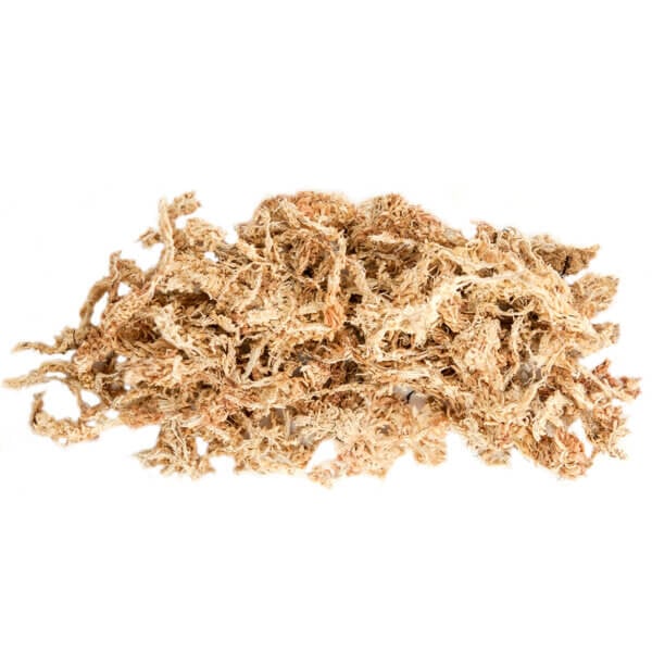 Sphagnum Moss