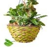 Sphagnum_Timberline_1_web
