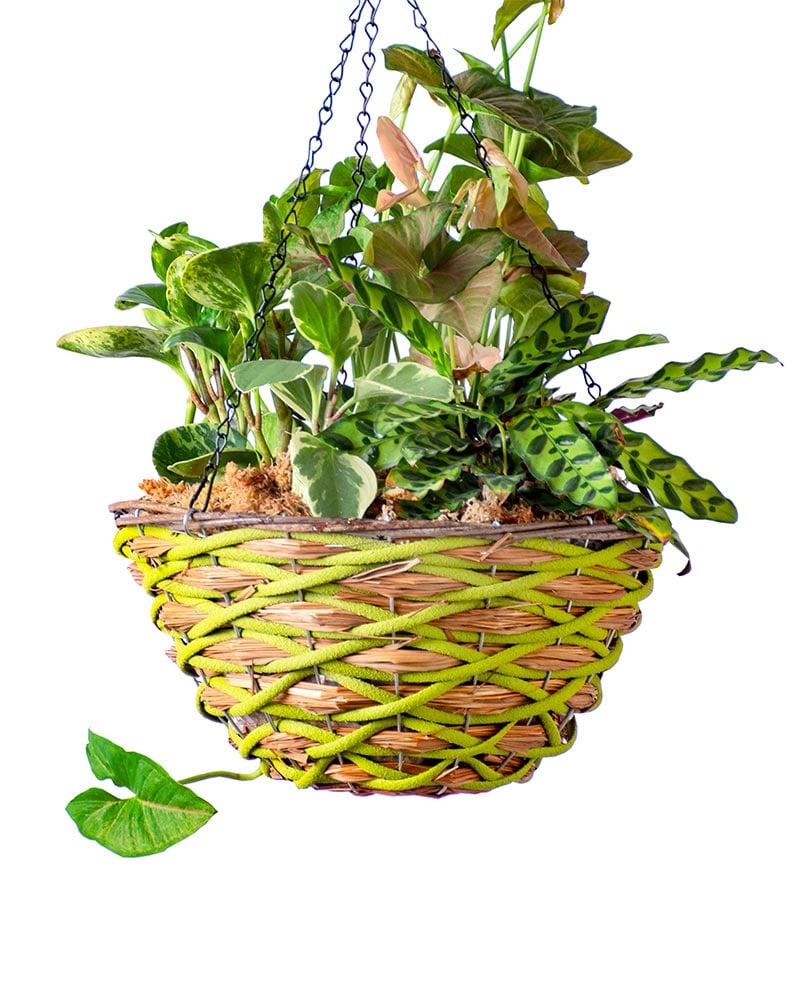 Sphagnum Moss Round Wood Woven Hanging Basket