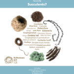 Succulents-Kokedama_Favorite