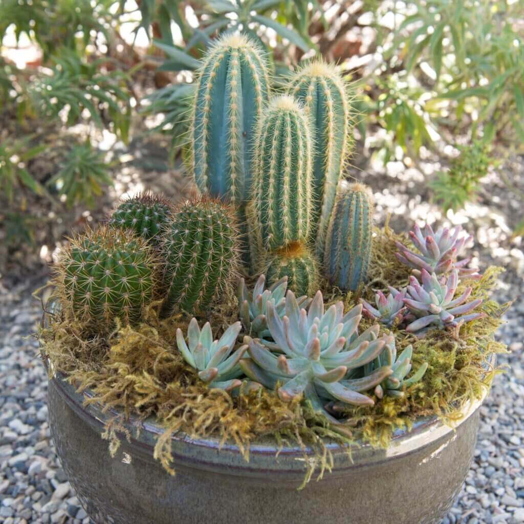 Forest Moss Dried #1