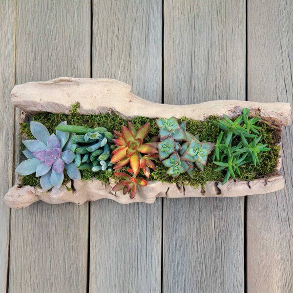 Feather Moss Preserved