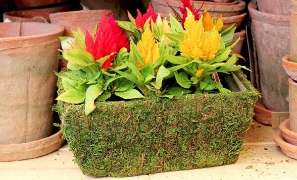 Chino Deco Moss Basket Set