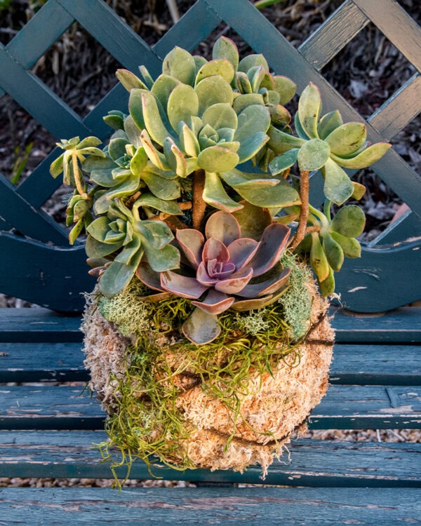 SuperMoss - Succulent Kokedama Kit 6 in